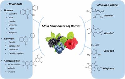 Therapeutic potential of berries in age-related neurological disorders